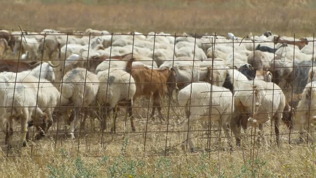  Herd of Goats
