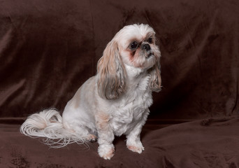 Cute Shitzu, Shihtzu puppy dog.