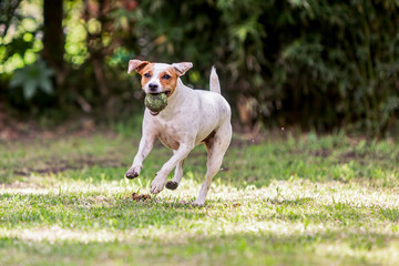Playful Jack Russell Terrier Dog Playing 