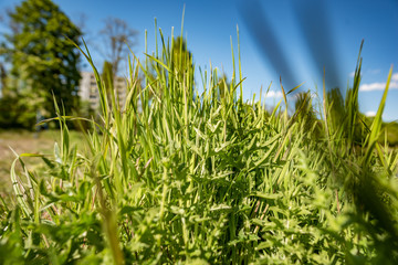 green grass close up