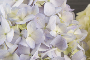 Hydrangea flowers on wooden background.