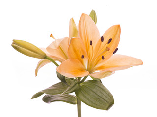 Obraz premium lily flower isolated on white background