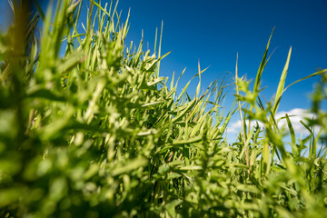 green grass close up