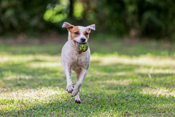 Playful Jack Russell Terrier  Playing In The Park
