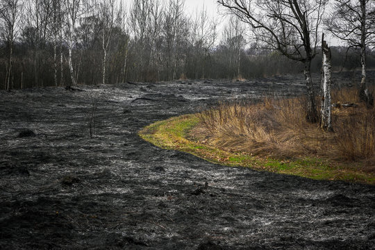 Fototapeta Effects of burning dry grass in the forest