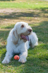 Large Italian Spinone lying in the shade at the dog park.