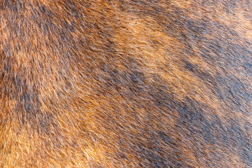A horse fur close up
