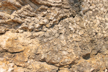 corals fossil