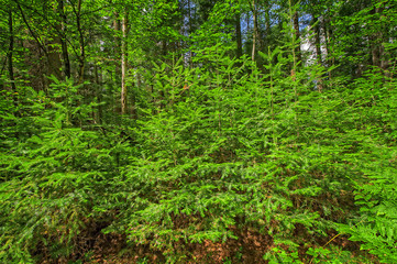 Obraz premium green leaves background in sunny day