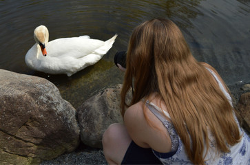 Woman taking a picture of swan