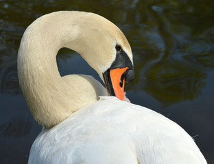 Swan face in feathers