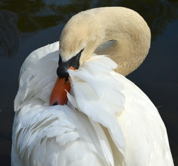 Swan picking feathers