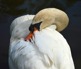 Swan picking feathers