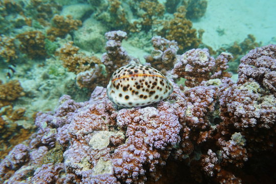 A tiger cowrie sea snail, Cypraea tigris, underwater on Montipora coral, Pacific ocean, Raiatea island, French Polynesia