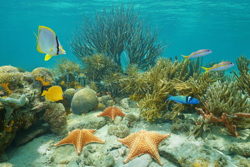 Underwater coral reef with starfish and tropical fish, Caribbean sea