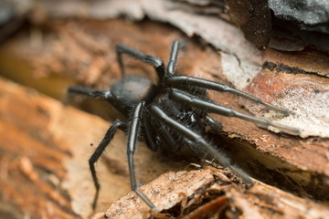 Ground spider, Gnaphosidae on wood