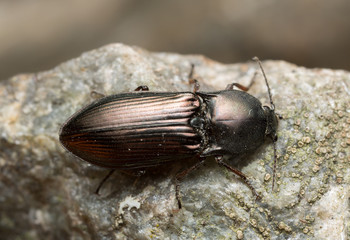 Click beetle, Selatosomus aeneus on rock