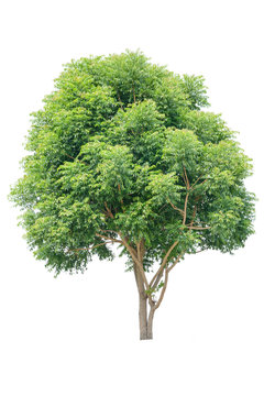 Neem tree white background