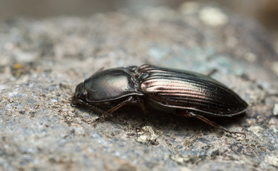 Click beetle, Selatosomus aeneus on rock