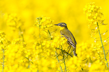 Schafstelze (Motacilla flava) im Raps (Brassica napus) zur Blütezeit der Rapsfelder