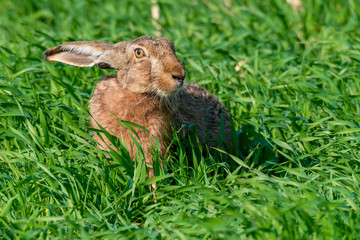 Feldhase (Lepus europaeus) auf einem Feld sitzend