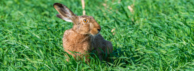 Feldhase (Lepus europaeus) auf einem Feld sitzend