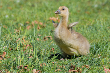 Graugans (Anser anser) Küken Gössel Graugänse