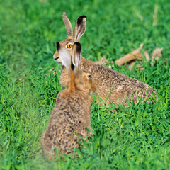 Feldhasen (Lepus europaeus) auf einem Feld sitzend