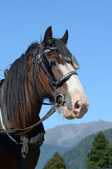 Obraz premium Clydesdale ready to go