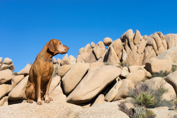 golden dog sitting in joshua tree california