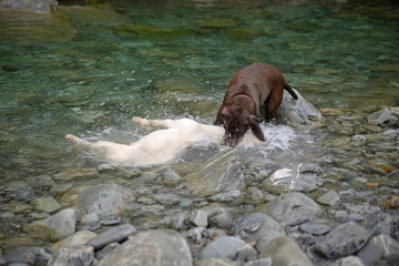 A retriever leaves his normal job of finding shot pheasants and throttles a young feral goat in a...