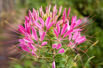 The Colorful Pink Spider flowers in garden.