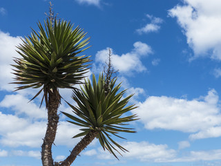 Yucca palm tree against blue sky.