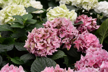 Pink Hydrangeas