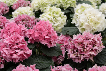 Obraz premium Pink Hydrangeas
