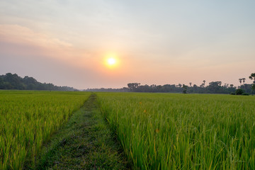 Fototapeta premium Rice field Siem Reap, Cambodia Apr 2016
