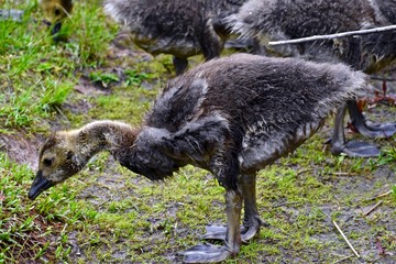 Young geese feeding on land