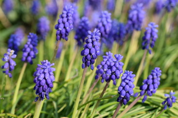 Traubenhyazinthen natürlich