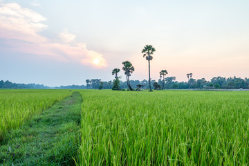 Fototapeta premium Rice field Siem Reap, Cambodia Apr 2016