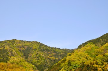 新緑と青空