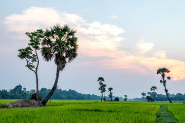 Rice field Siem Reap, Cambodia Apr 2016