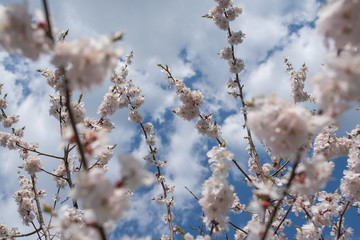 Cherry blossom or  Sakura flower with blue sky and clouds