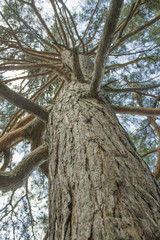 Tree bottom. Trunk of  tree. Baum. Big tree trunk.