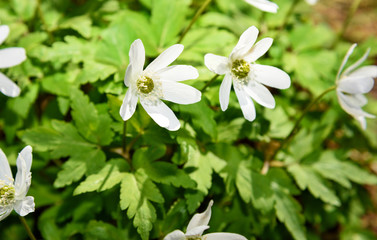 Flowers  snowdrop Anemone