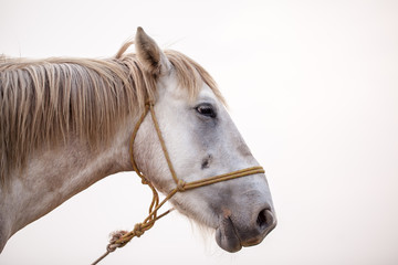 close-up horse