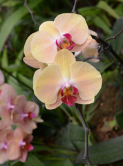 Fototapeta na wymiar phalaenopsis hybrid