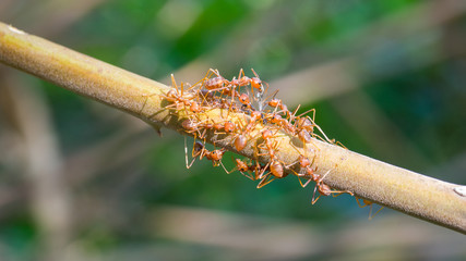 Ant swarm trying to get dead insect for dinner at branch tree