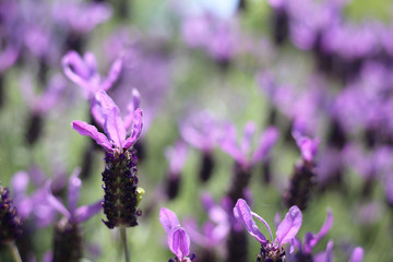 フレンチラベンダー