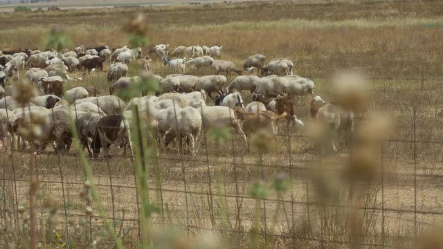 sheep Flocks Field - Change Focus