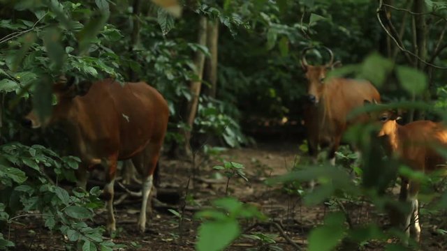 Red bull in tropical forest, Asia